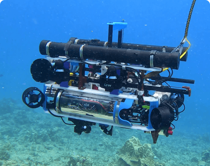 Underwater image of a healthy reef