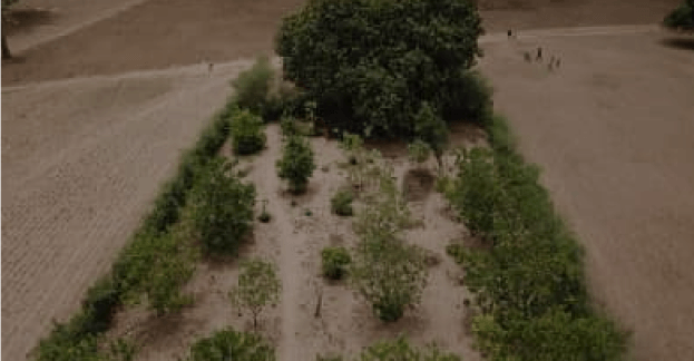 64 lbsCO2 removed per year