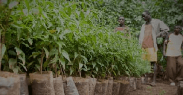 2.8 TreesPlanted per dollar