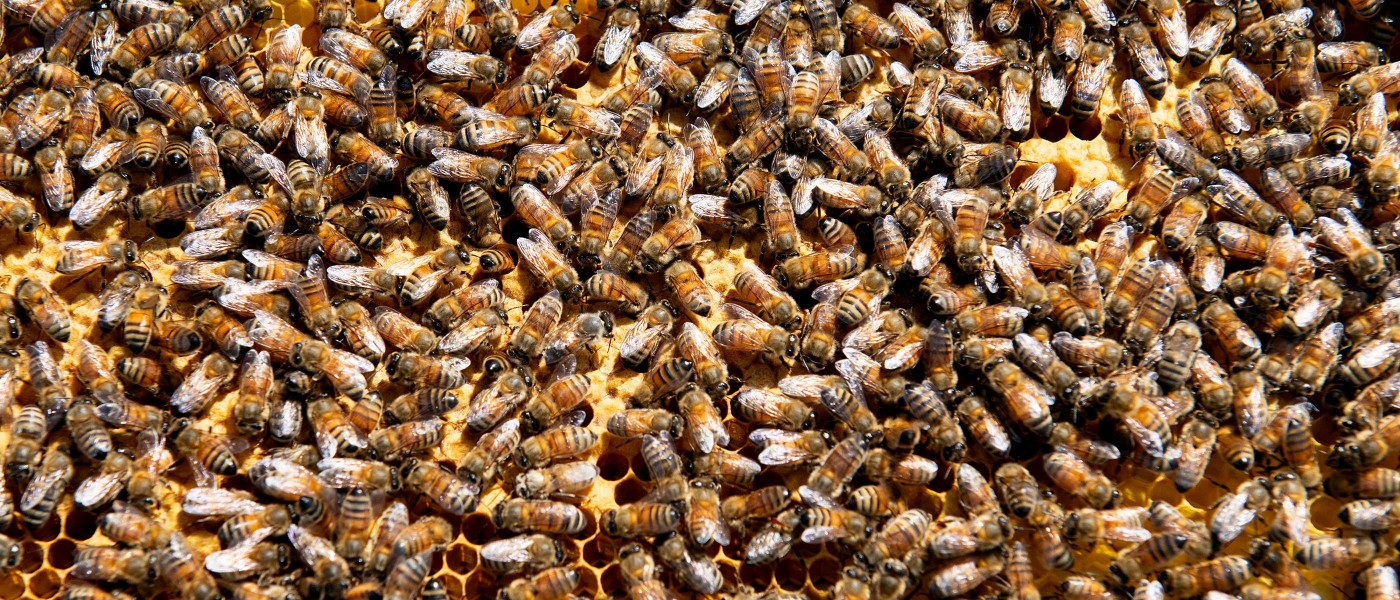oceanic bees photograph