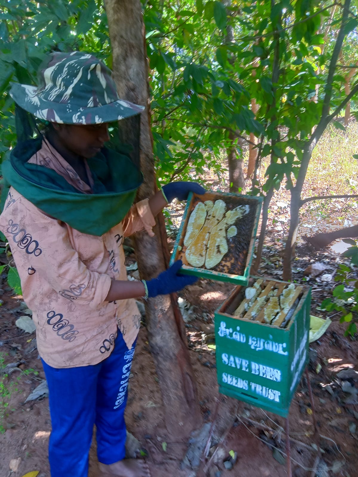Beekeeper tending to hives