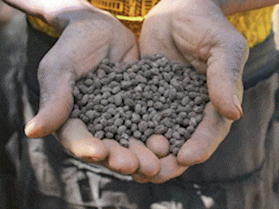 Trees for the Future animated